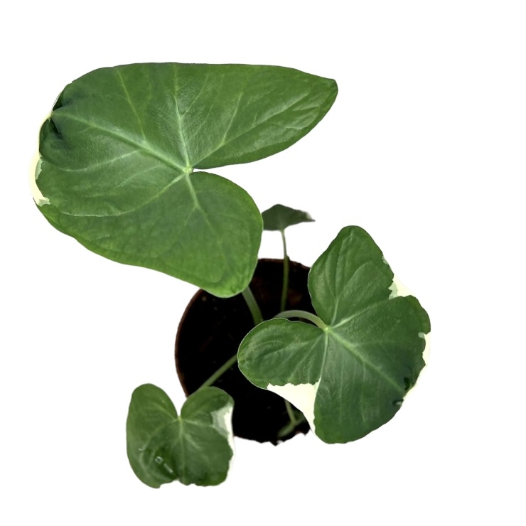 aa21828c da50 45be b414 6790d322ea33