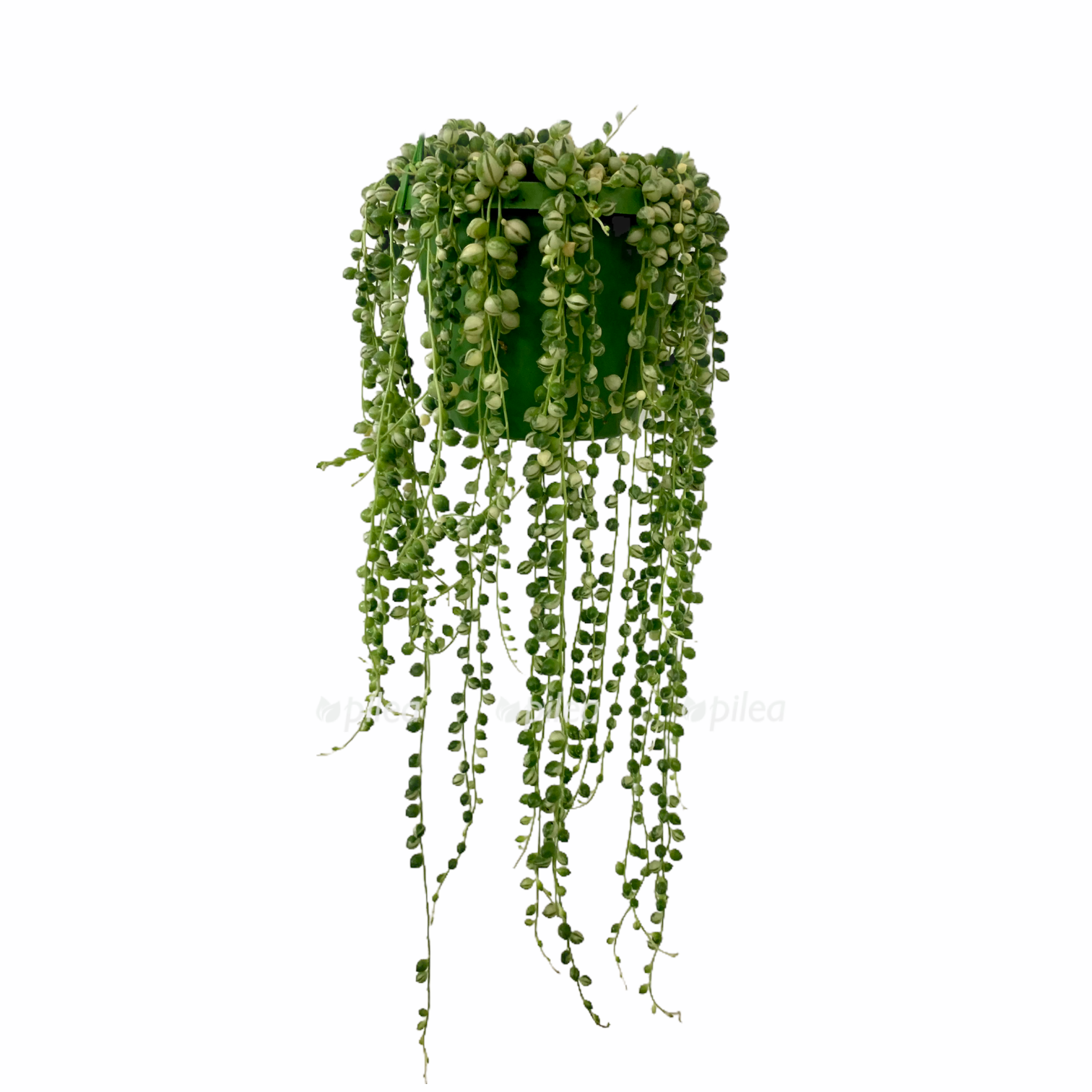 aaa39b7b 2d3a 460f b7b0 eca31c40759a