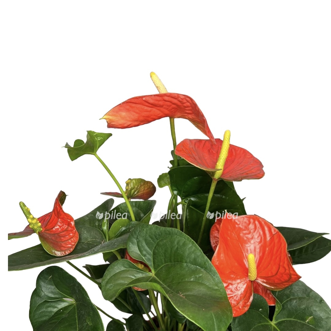 ab18460c c54a 4067 aeb2 a91bb5244b88