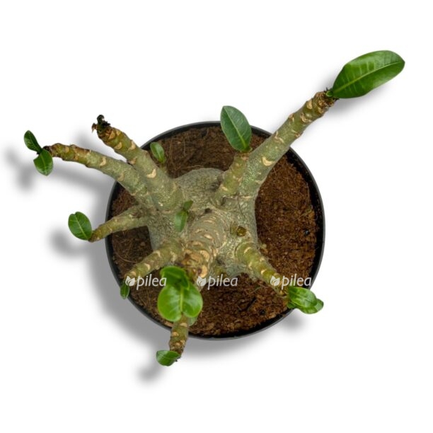 Адениум Баобаб купить