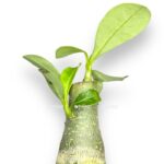 adenium obesum 1 e1701358332602