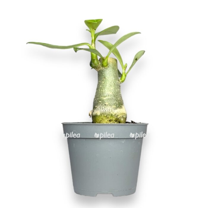 adenium obesum e1701358338406