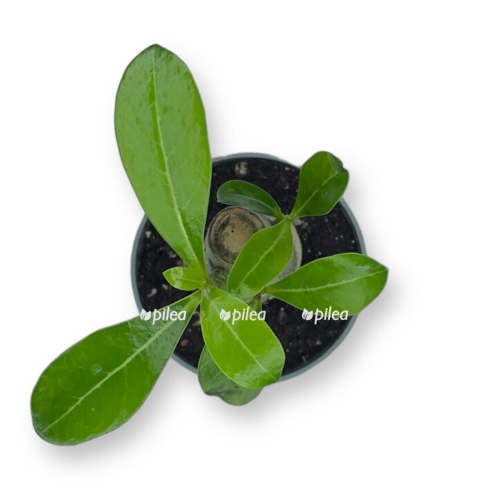 adenium obesum e1701358347471