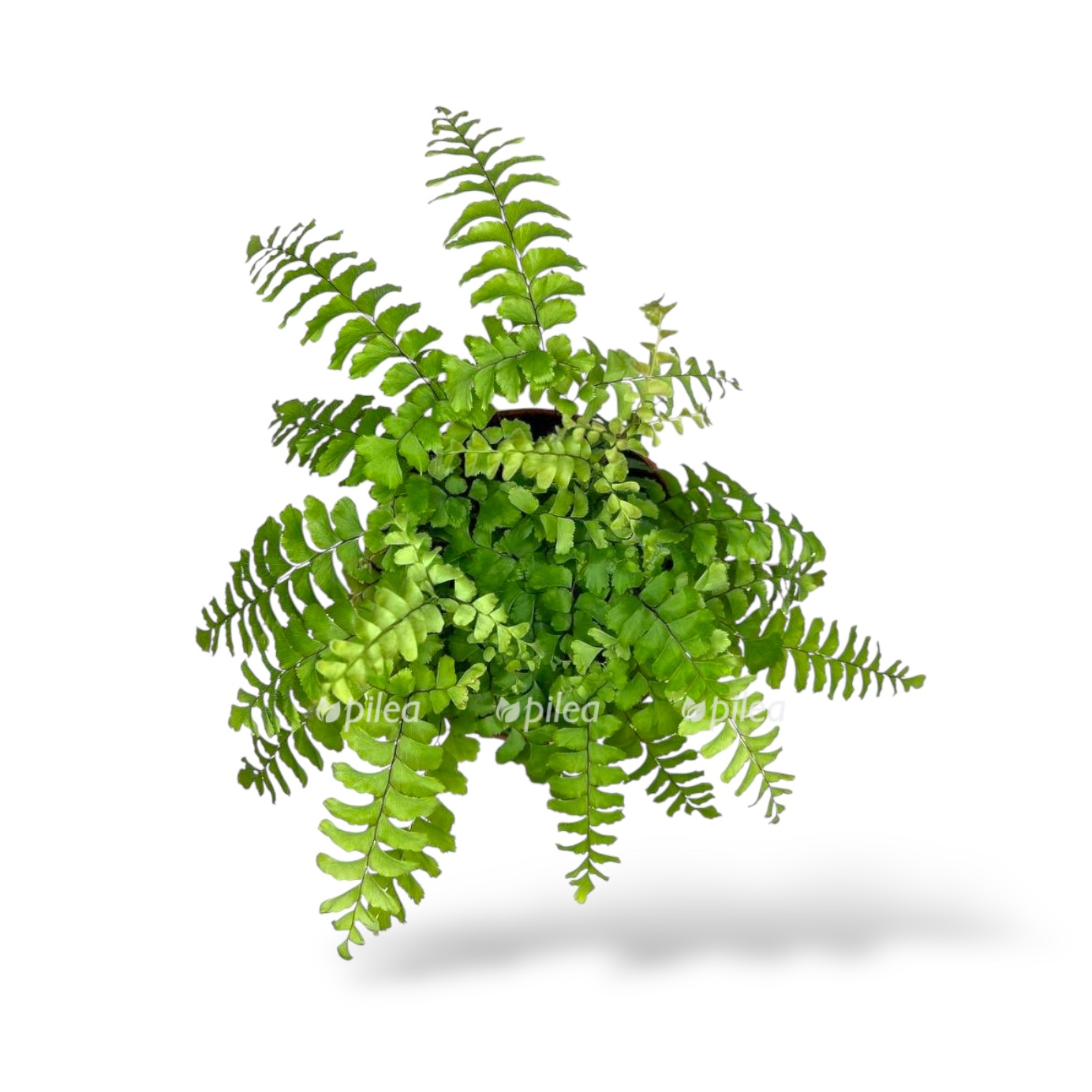 adiantum bronz venus