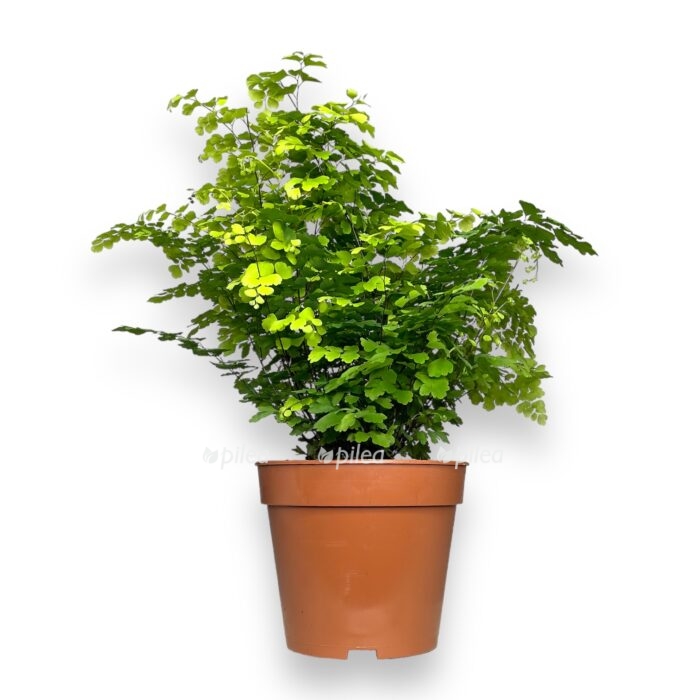 adiantum fric luchi e1699104090779