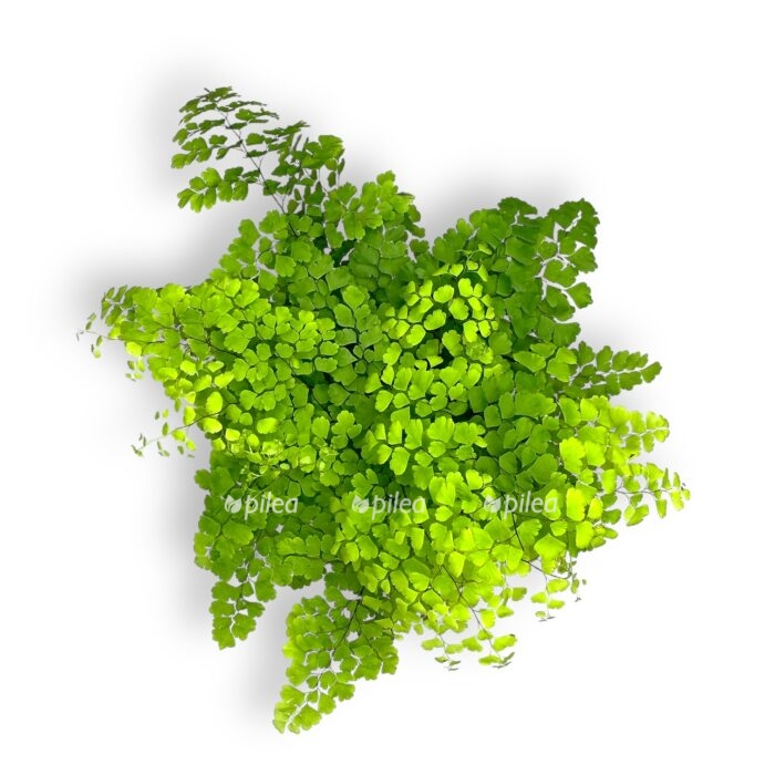 adiantum fric luchi1 e1699104072557