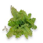 adiantum hispidilum e1711047930564