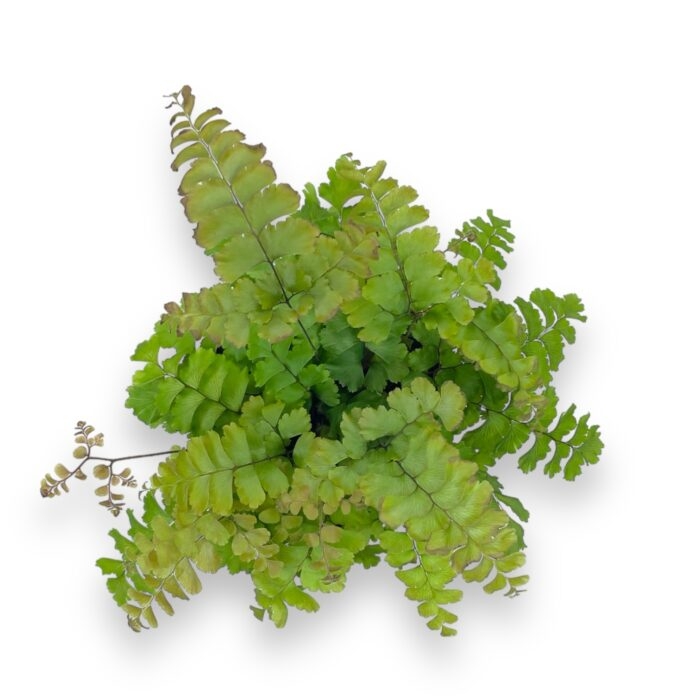 adiantum hispidilum e1711047930564