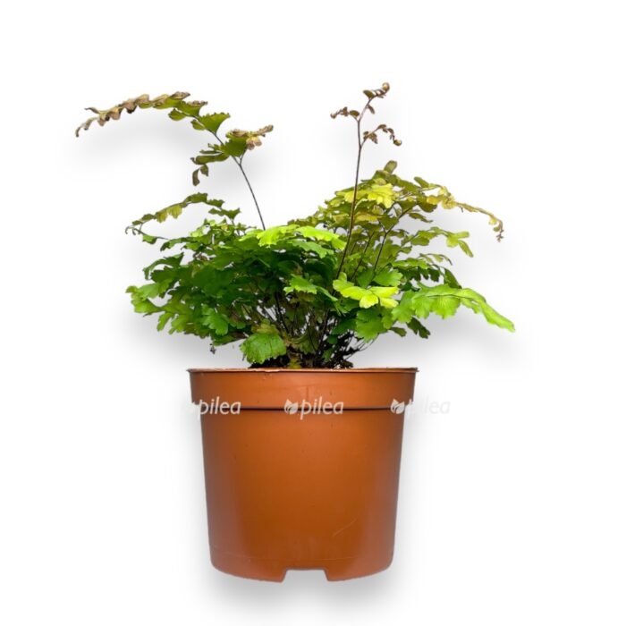 adiantum hispidilum e1711047937148