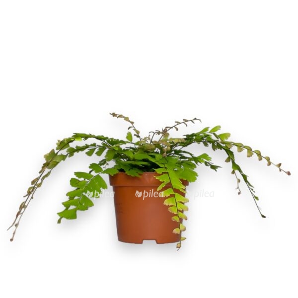 adiantum kaudatum e1698767976117