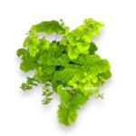 adiantum monokolor e1711047965568
