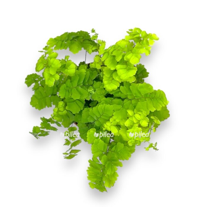 adiantum monokolor e1711047965568