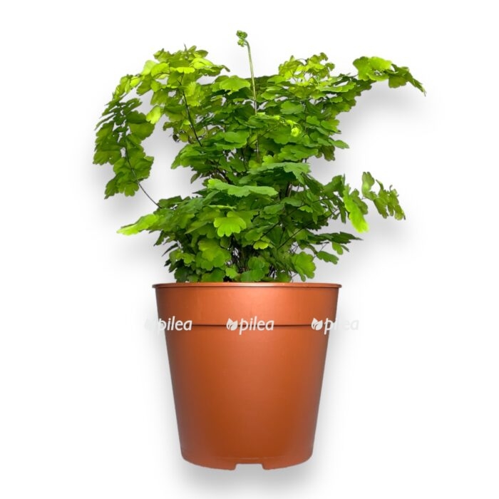 adiantum monokolor e1711047970211