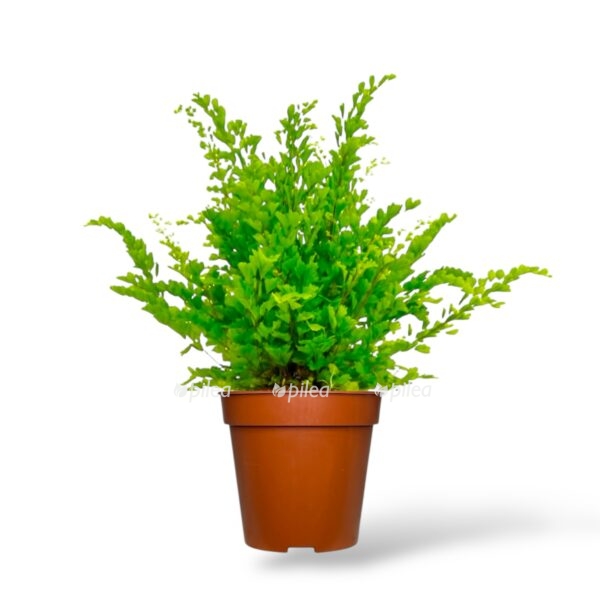 adiantum raddianum liza e1742482906307