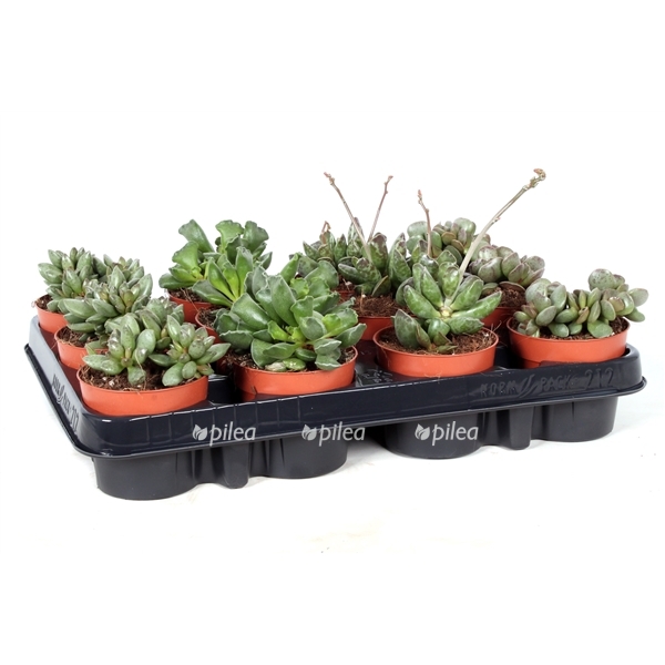 adromischus