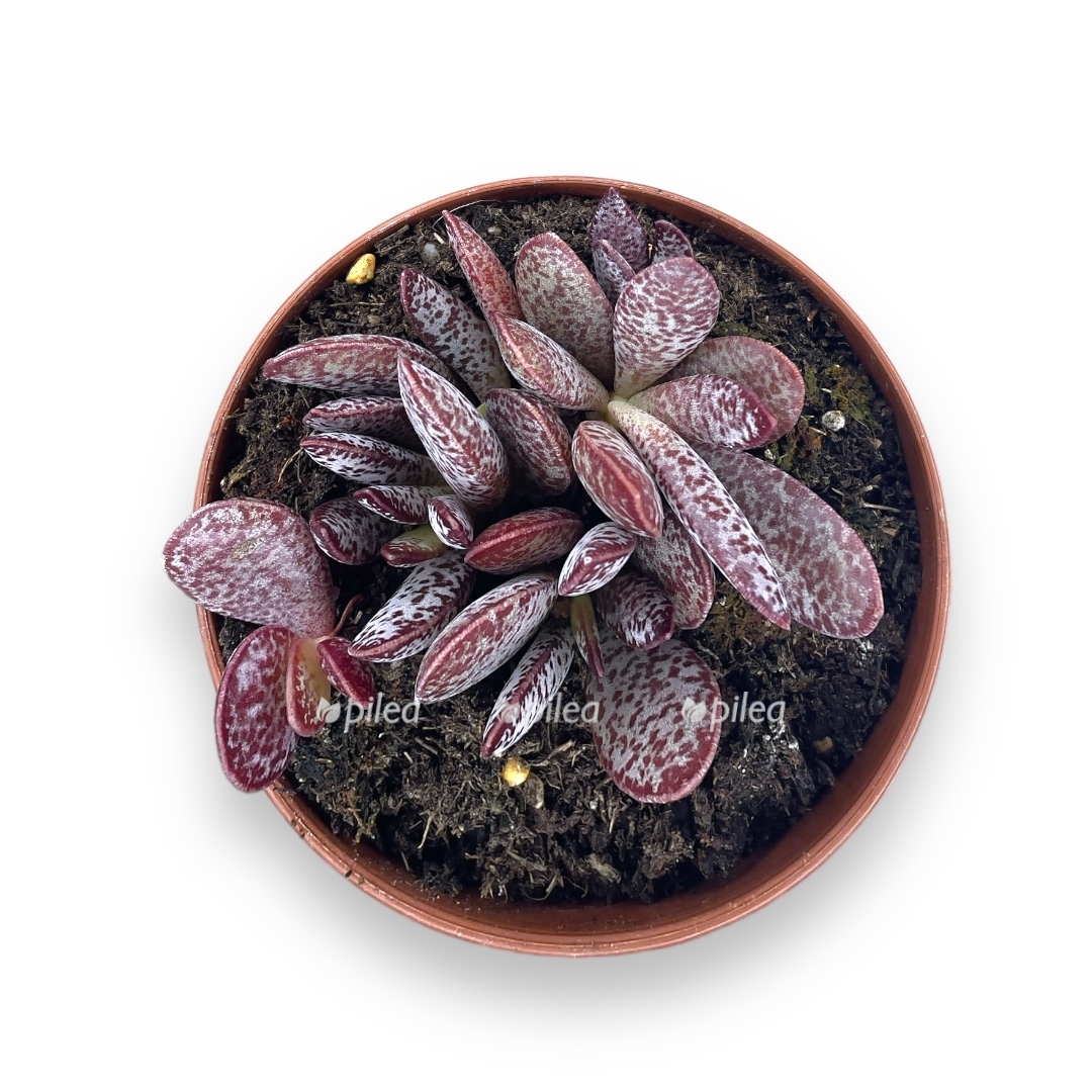 adromiskus-kalico-herts.jpg adromiskus kalico herts