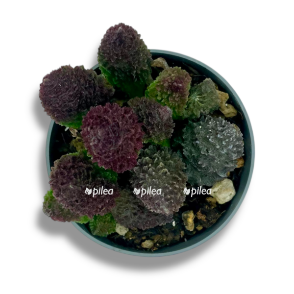 adromiskus koral red e1757005884561