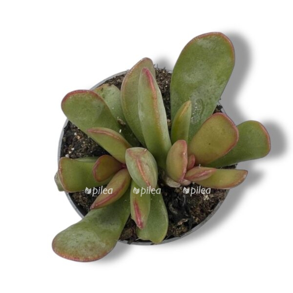 adromiskus sfenofillyus e1739160860482