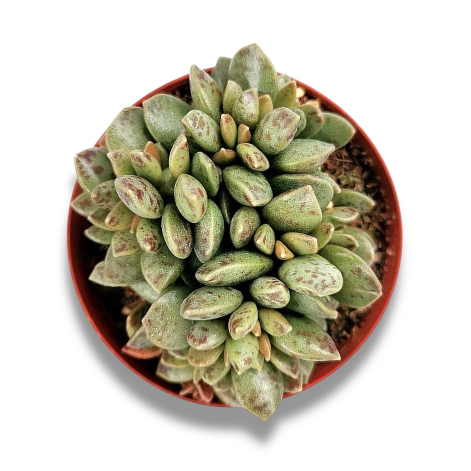 adromiskus shuldtianus