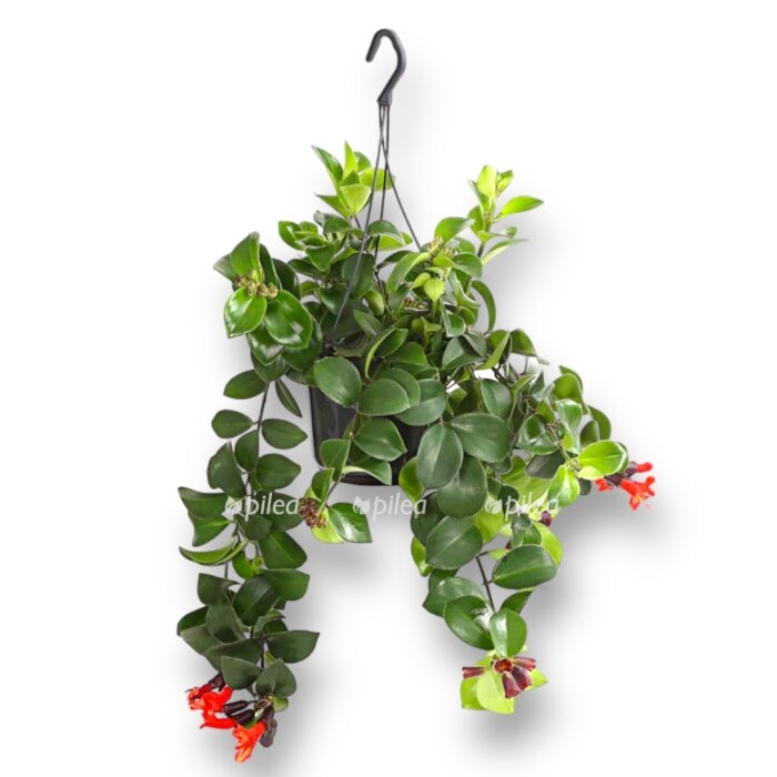 aeschynanthus mona lisa e1692214602283