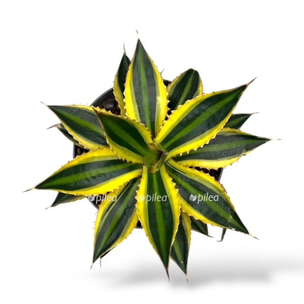 agava lofanta kvadrikolor e1742360616413