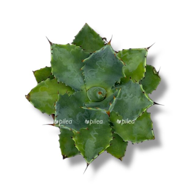 agava potatorum e1770018998969