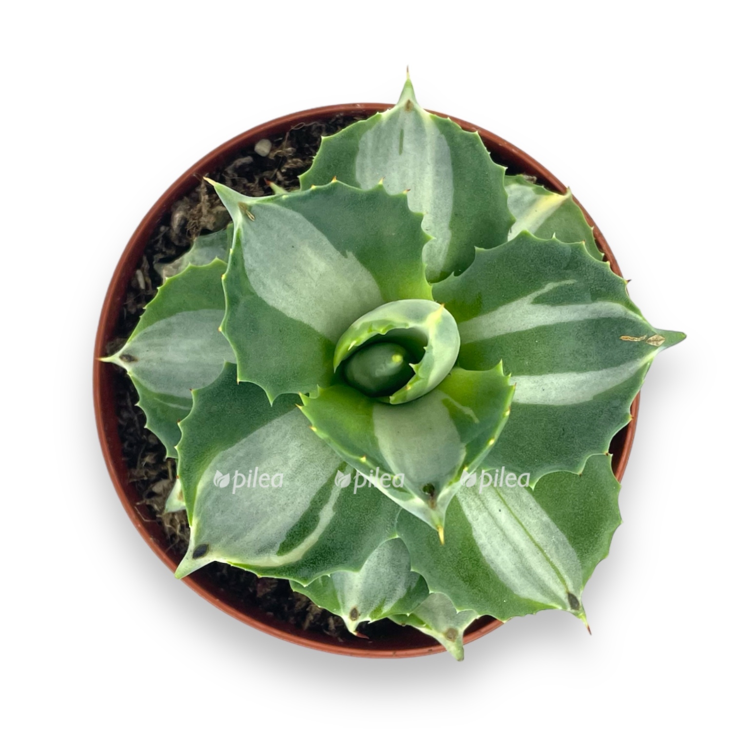 agava potatorum variegata