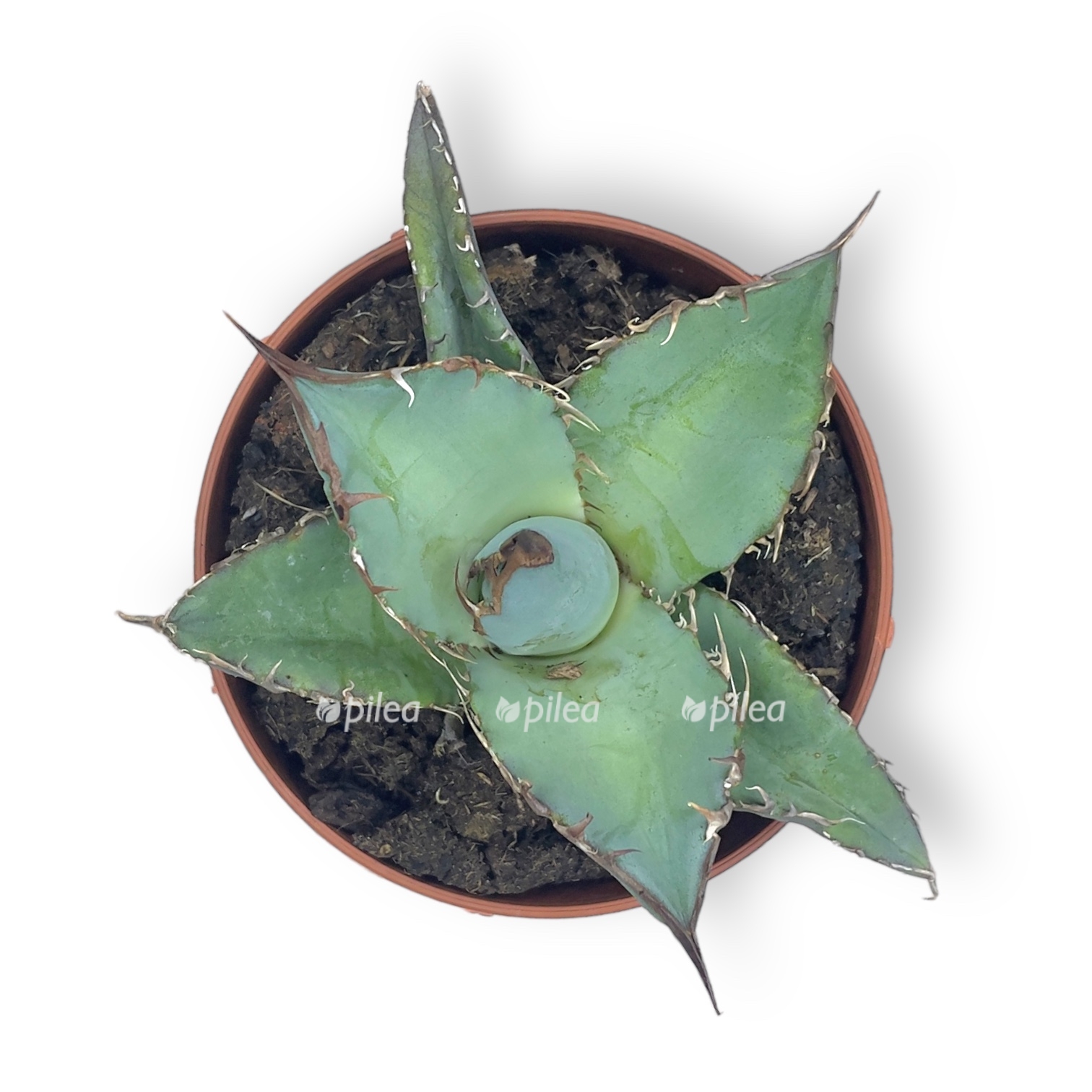 agava titanota blyu ajs