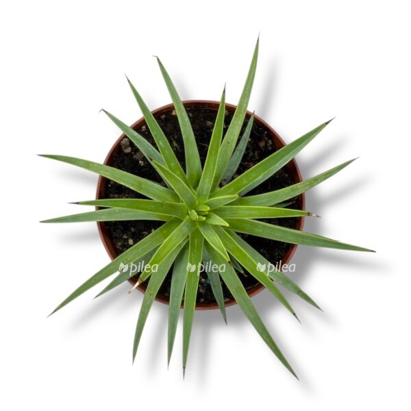 Купить Агава Тумеяна Белла