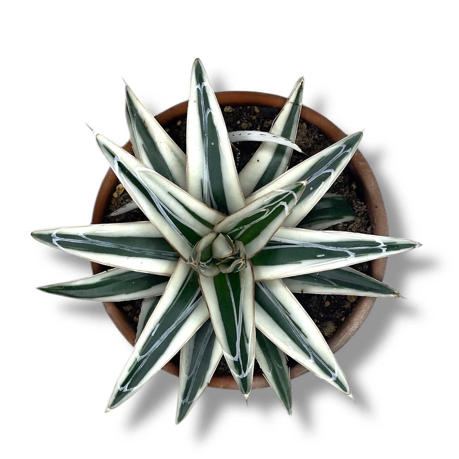 agava viktoriya redzhina vajt rino