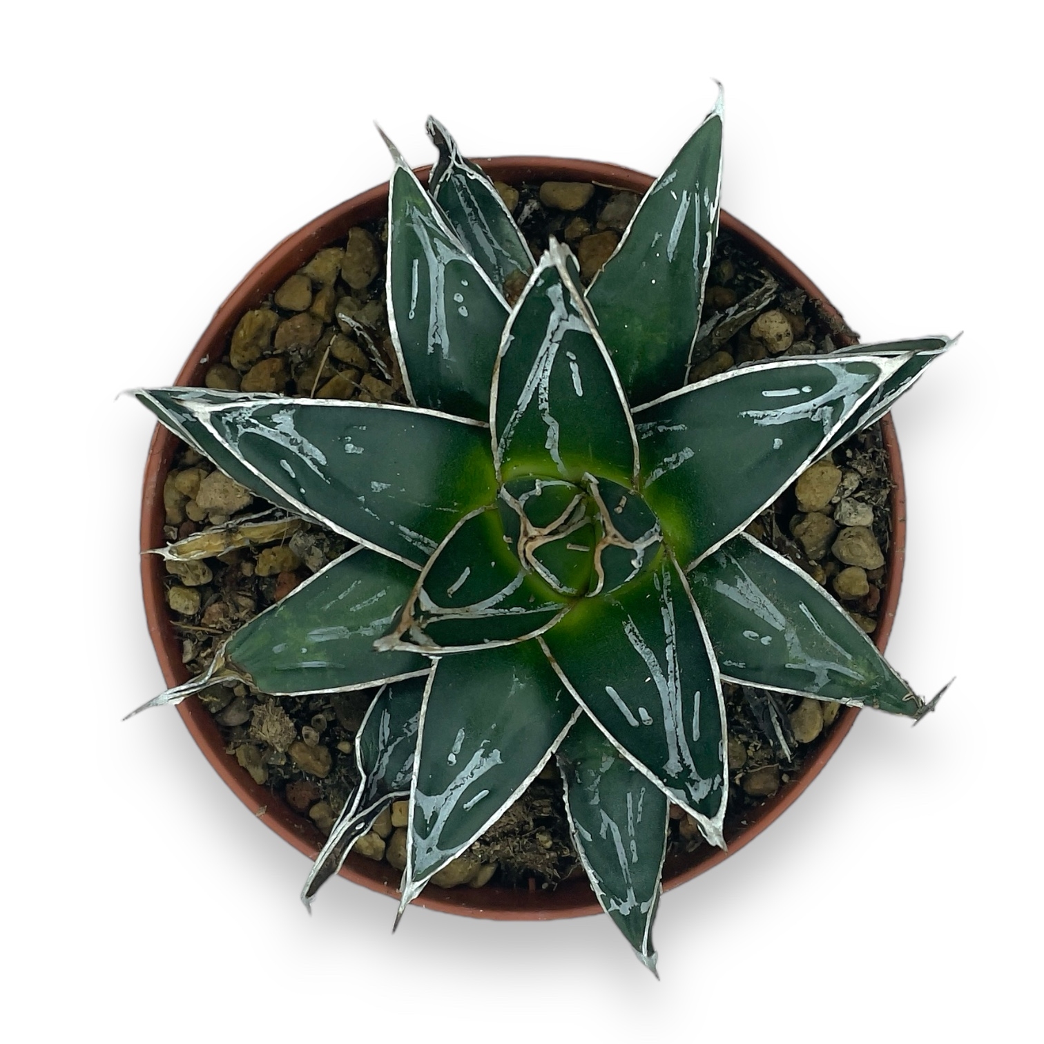 agava viktoriya redzhina