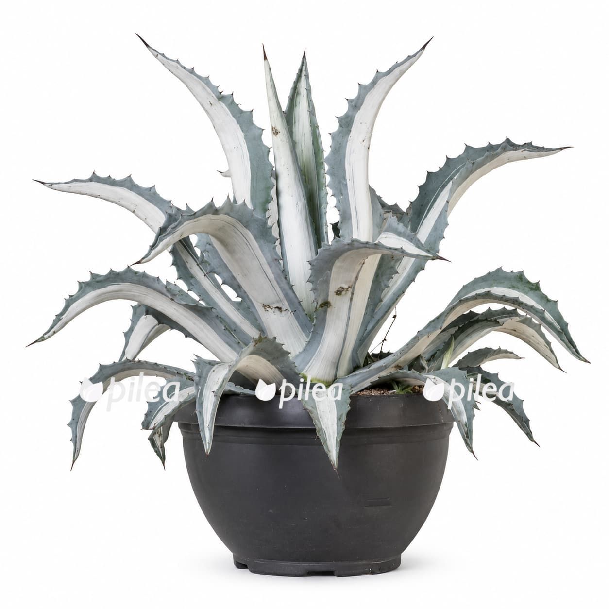 agave-americana-mediopicta-alba Агава Американа Медиапикта Альба купить