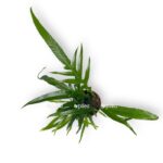 aglaomorfa e1711048010647