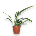aglaomorfa e1711048015335