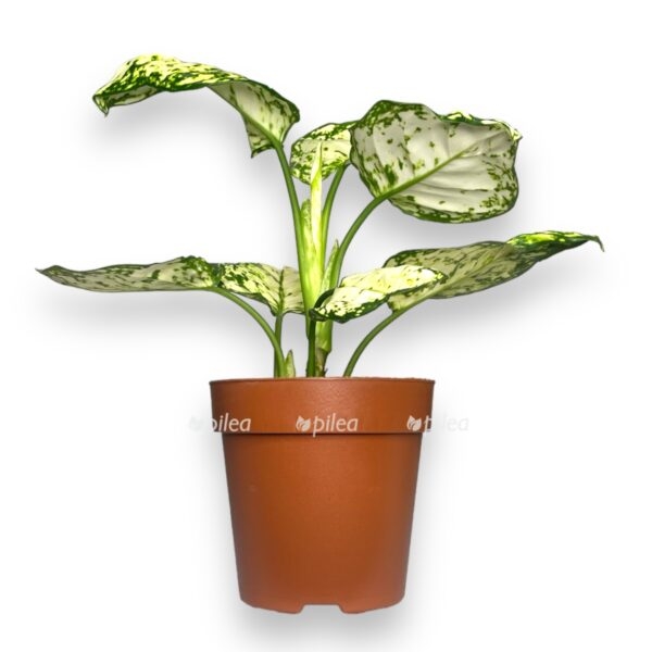 aglaonema ajvori zhade 1 e1724612560685