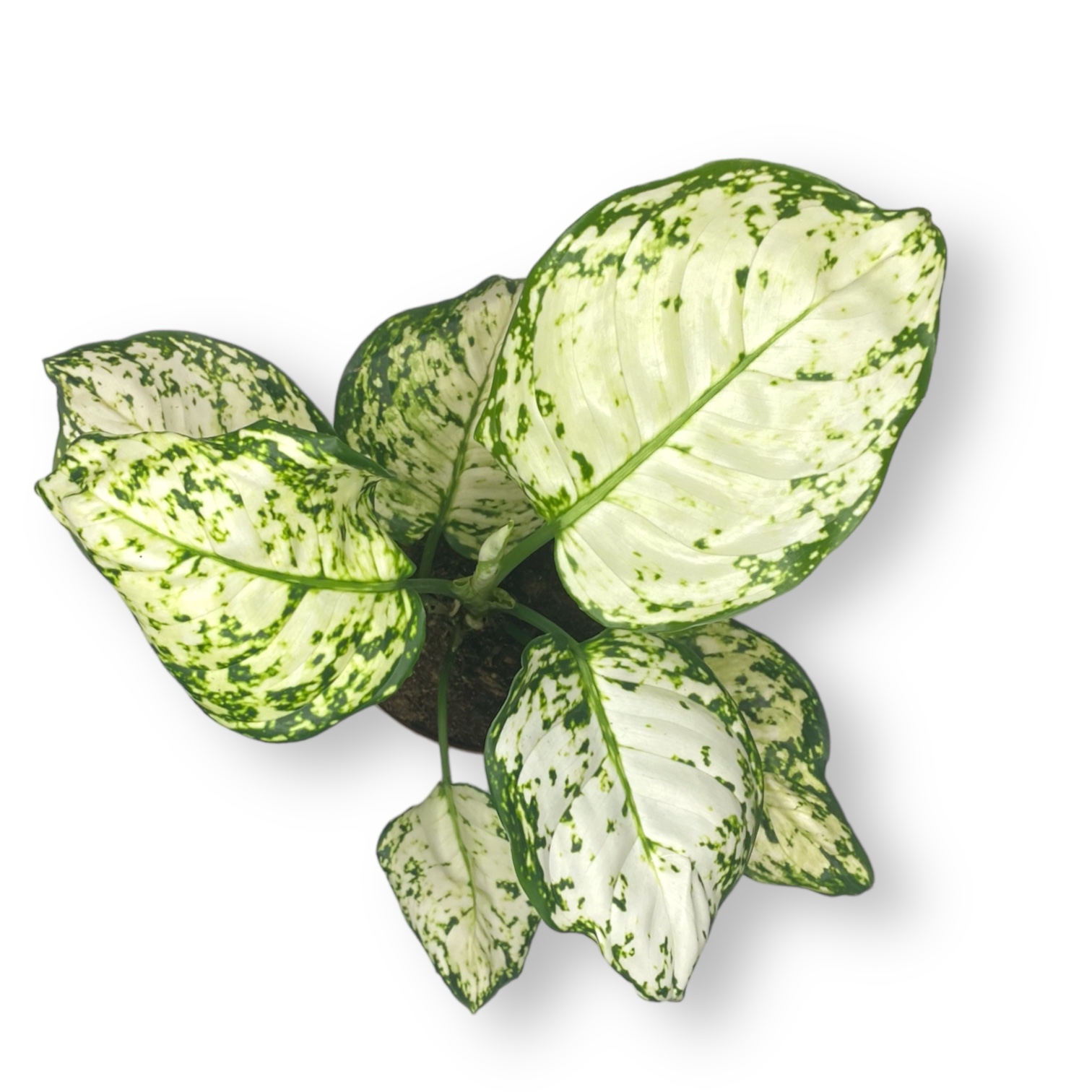 aglaonema ajvori zhade