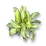 aglaonema akva grin
