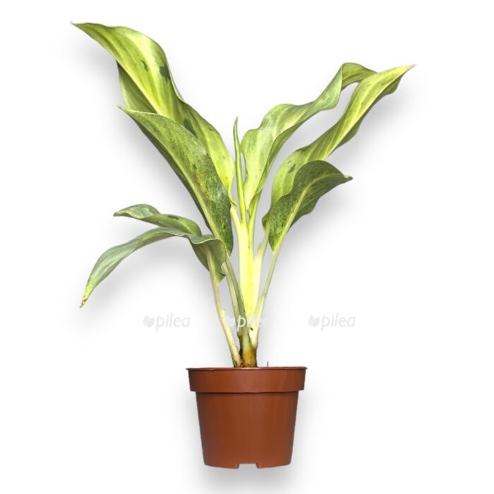 aglaonema akva grin e1716926260968