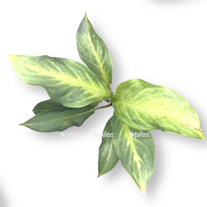 aglaonema akva grin e1716926280353