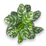 aglaonema amazon silver 50 sm