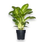 aglaonema amazon silver e1723644360458