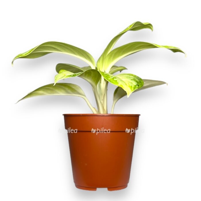 aglaonema arktik lajm e1704006089519