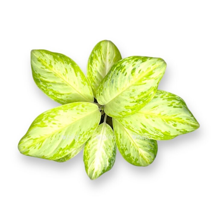 aglaonema arktik lajm e1704006113862