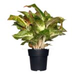 aglaonema avokado red e1729002934712