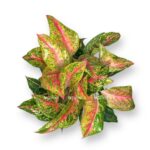 aglaonema avokado red e1729002944986