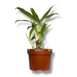 aglaonema bambuk