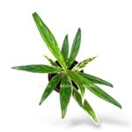 aglaonema bambuk e1742700827348