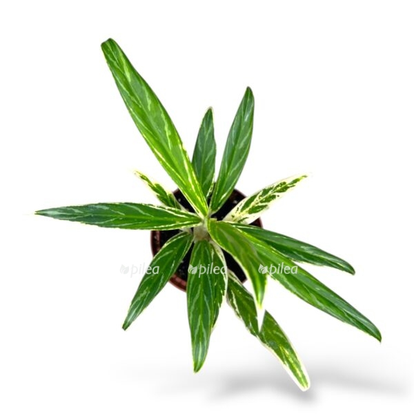 aglaonema bambuk e1742700827348