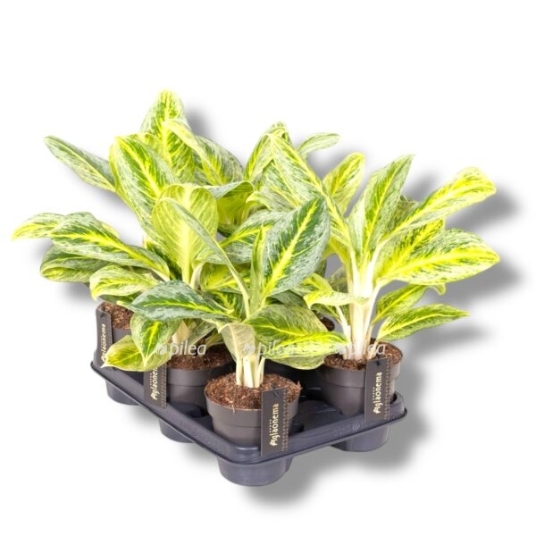 aglaonema better lemon e1745552005424