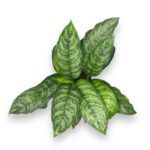 aglaonema chantal